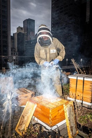 urban beekeeping in New York.jpg